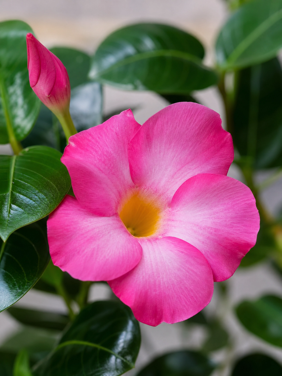 Muda de Dipladenia Rose Queen – Elegância e Flores o Ano Todo - Imagem 5