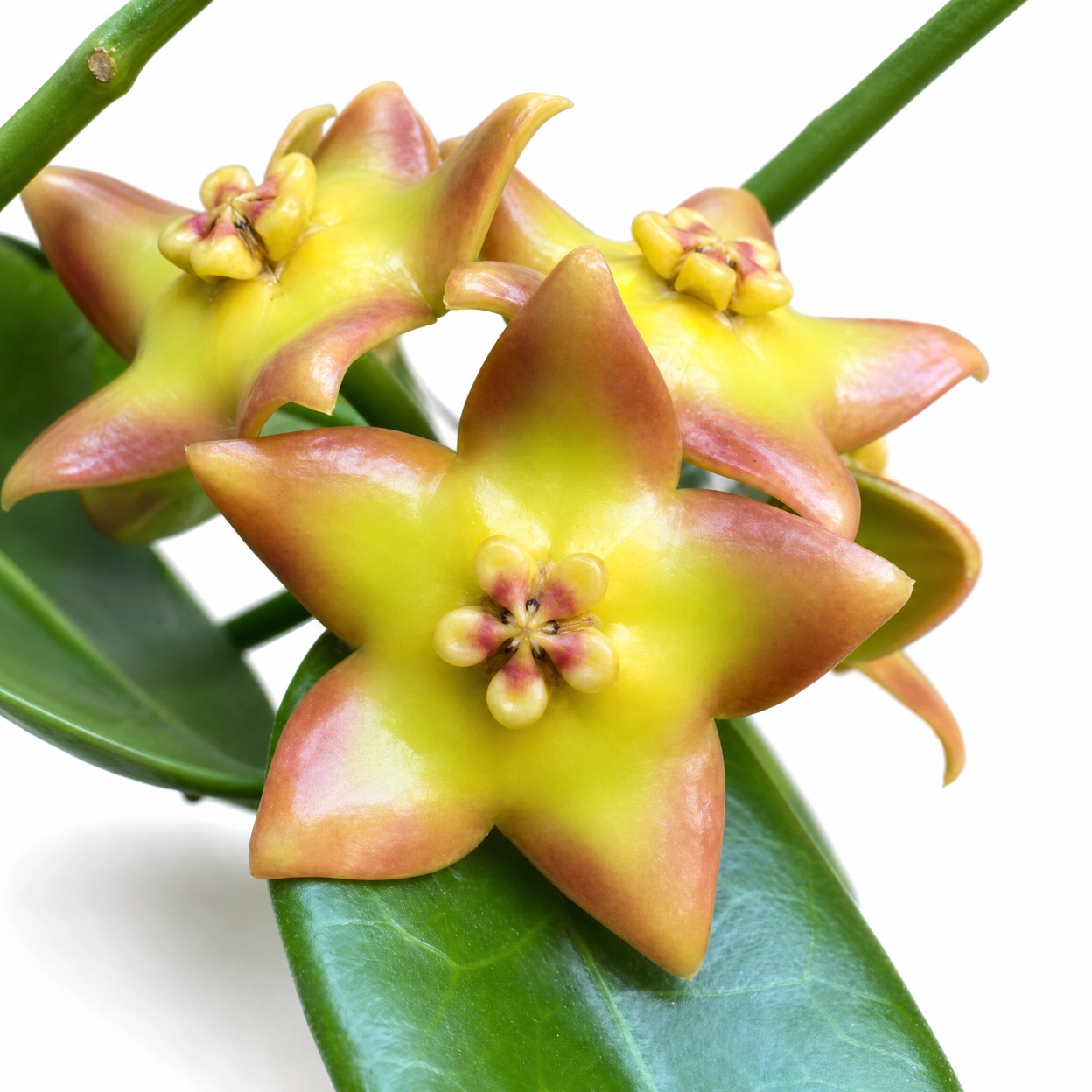 Muda GRANDE de Flor de Cera Amarela Hoya Ruthie - Folhas Grandes e Floração Exótica - Imagem 5