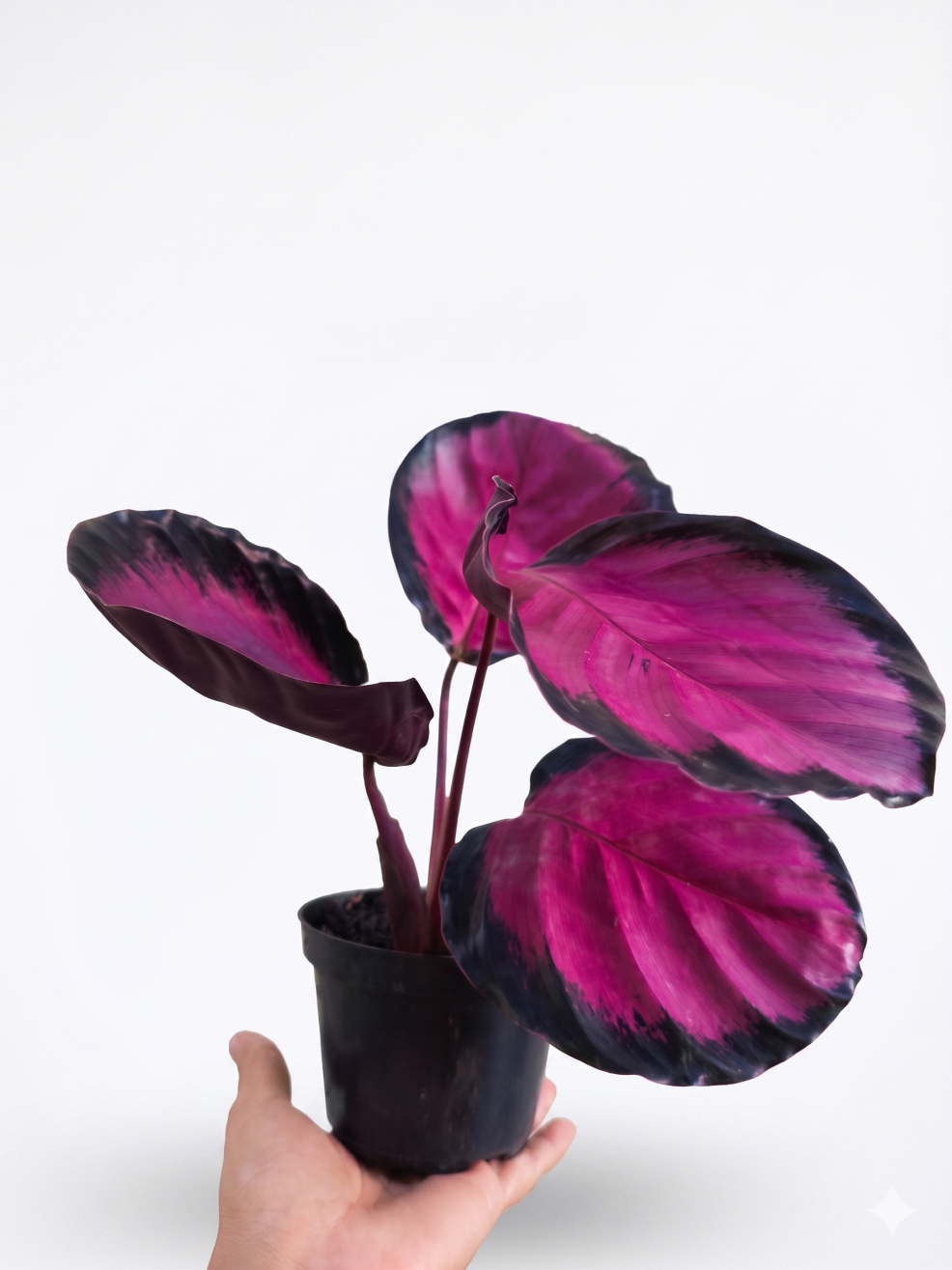 Calathea Crimson: A Joia Vibrante para o Seu Ambiente - Imagem 4