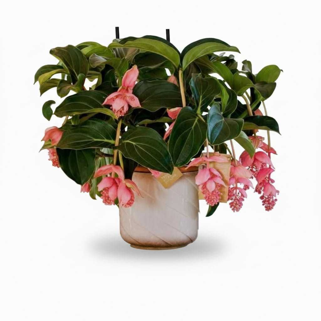 Medinilla Magnifica - A Rainha Das Plantas Exóticas - Muda Rosa - Imagem 9
