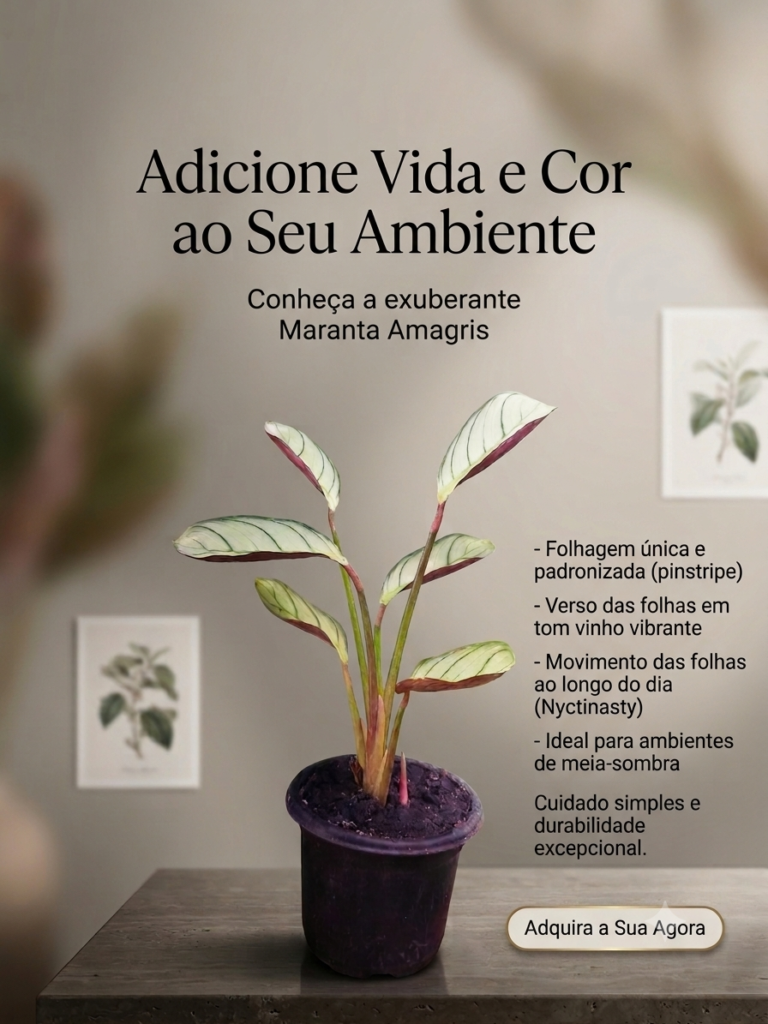 Muda Maranta Cinza Calathea  Amagris Burle Marxi