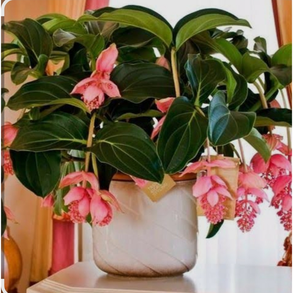 Medinilla Magnifica - A Rainha Das Plantas Exóticas - Muda Rosa - Imagem 3