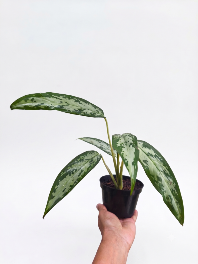Aglaonema Café-de-Salão: Elegância e Resistência para sua Casa
