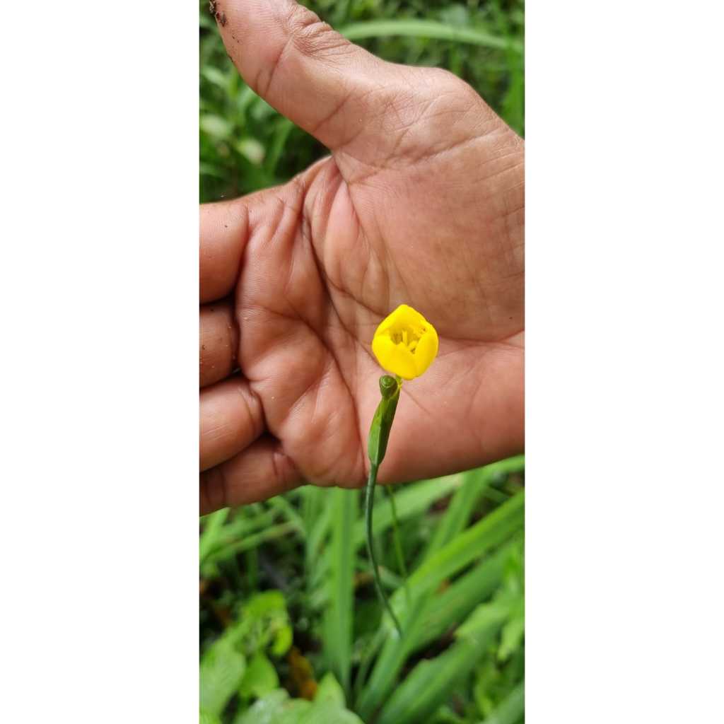 Muda De Trimezia Caulosa A Íris Rara Que Encanta Coleciona Amarelo - Imagem 4