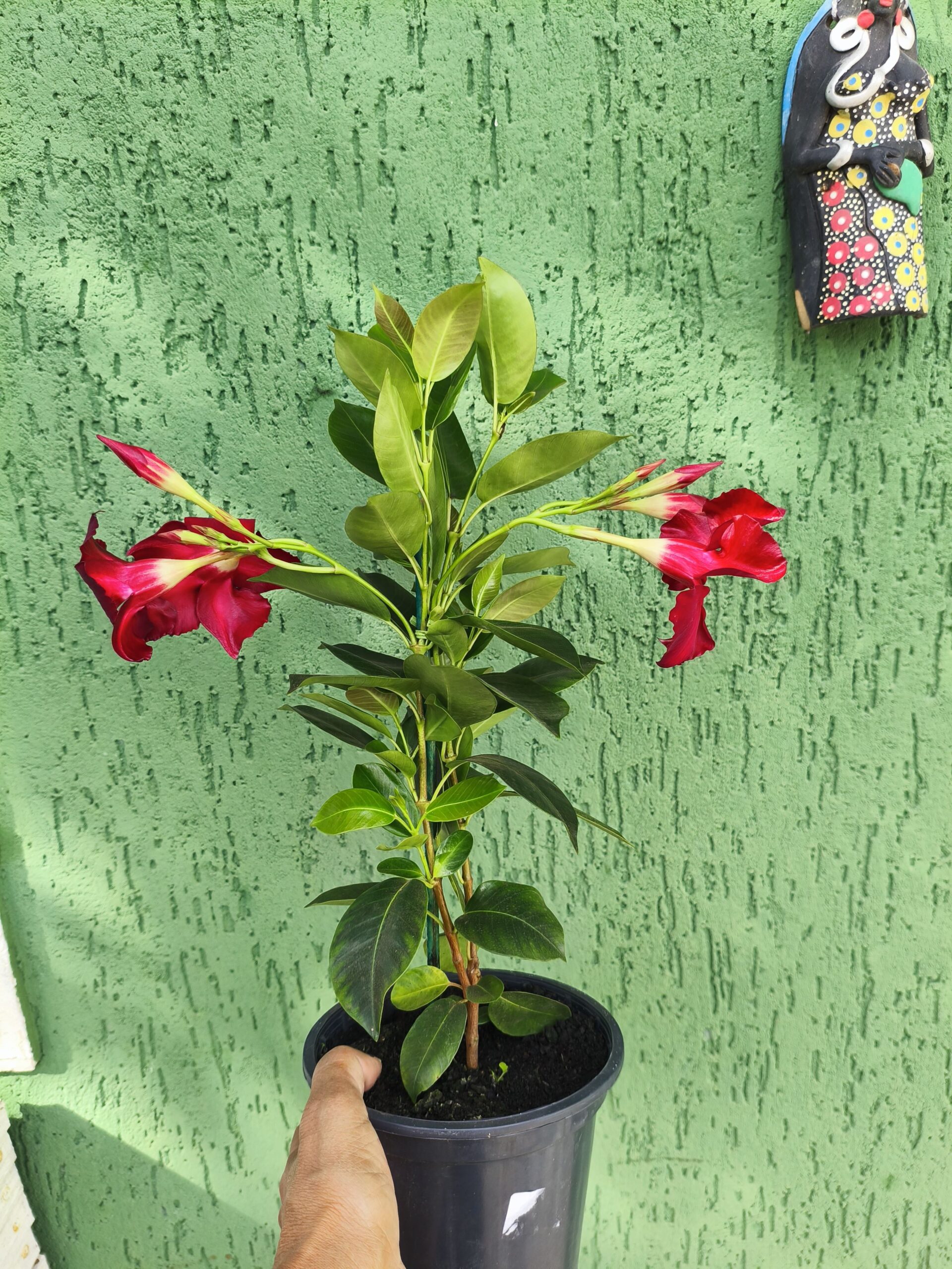 Muda de Dipladenia - A Trepadeira dos Sonhos - Flores Vermelho Veludo - Imagem 5