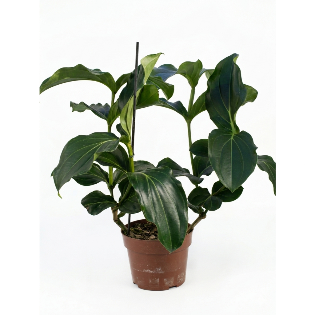 Medinilla Magnifica - A Rainha Das Plantas Exóticas - Muda Rosa - Imagem 2