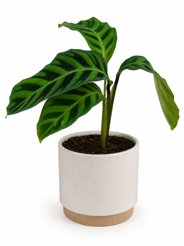 Muda de Calathea Zebrina - Exótica e Elegante