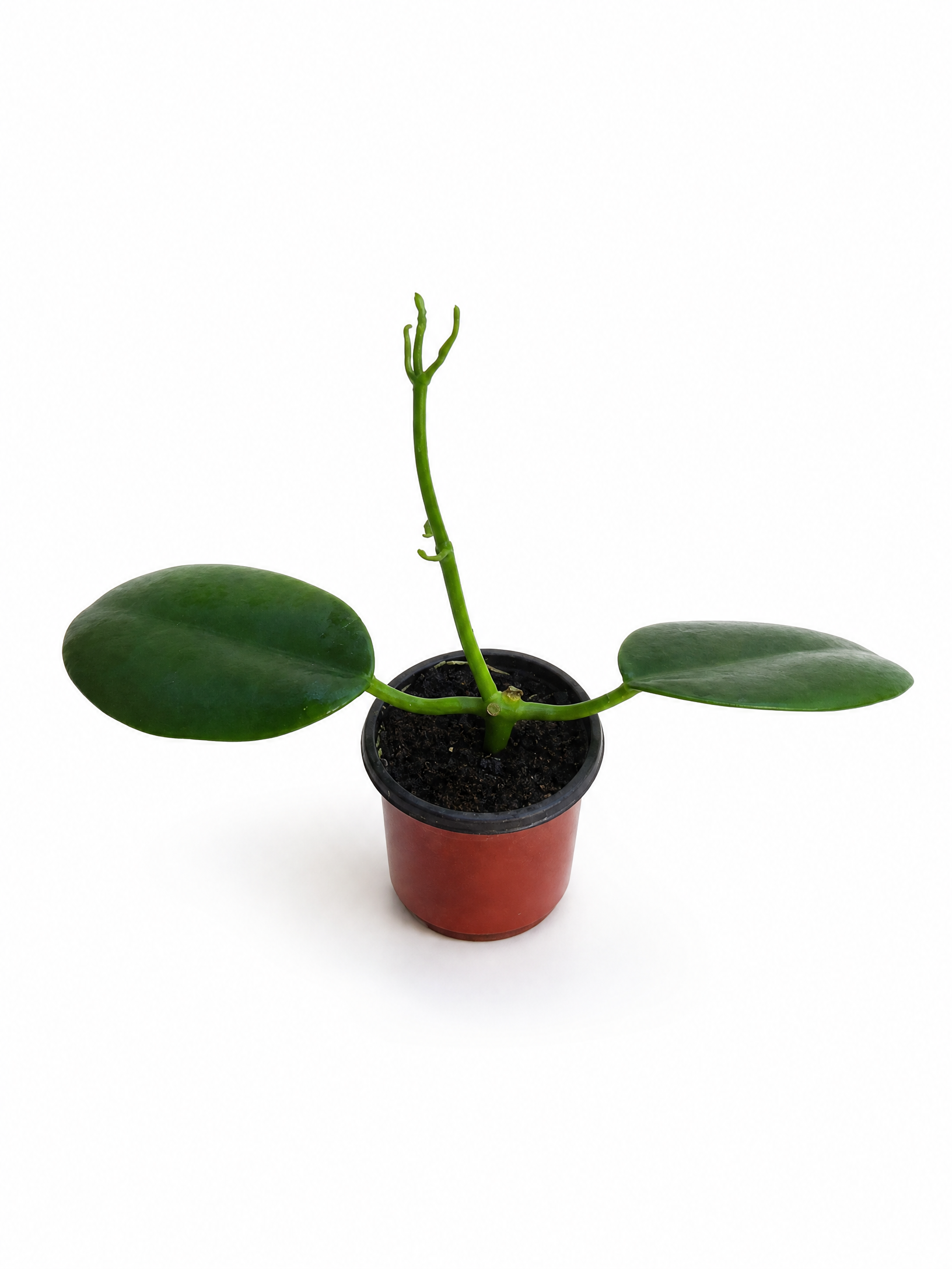 Muda de Flor de Cera Amarela Hoya Ruthie - Folhas Grandes e Floração Exótica