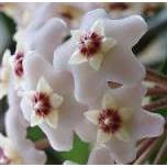 Muda de Hoya Carnosa Krimson Queen - Flor de Cera Variegata Rara