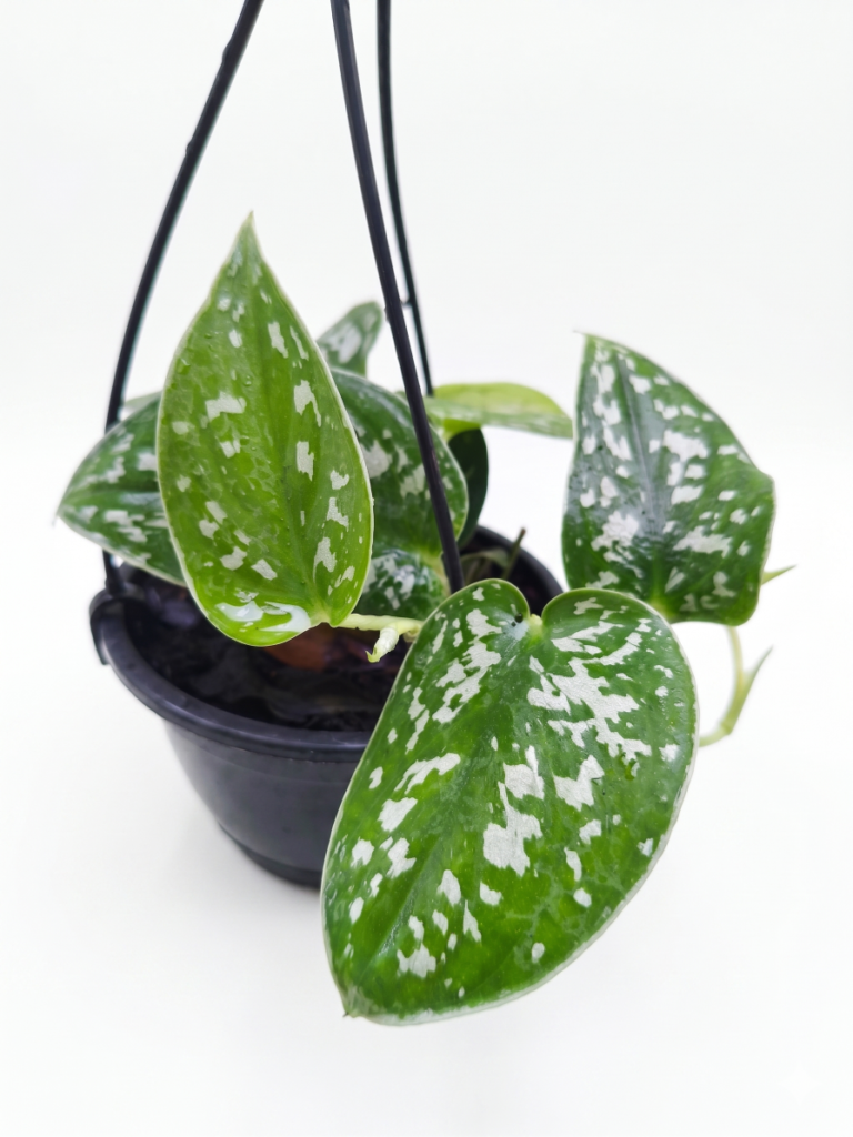 Jiboia Prateada (Scindapsus Pictus) – Exótica, Rara e Fácil de Cuidar!