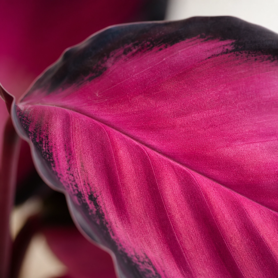 Calathea Crimson: A Joia Vibrante para o Seu Ambiente - Imagem 2