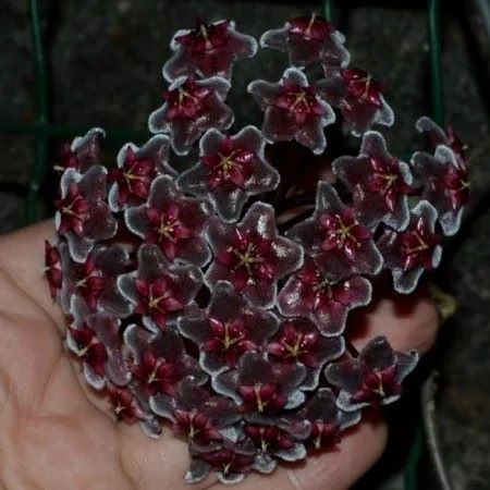 Muda de Hoya Pubicalyx - Hoya Preta - Flor de Cera Exótica Rara - Imagem 4