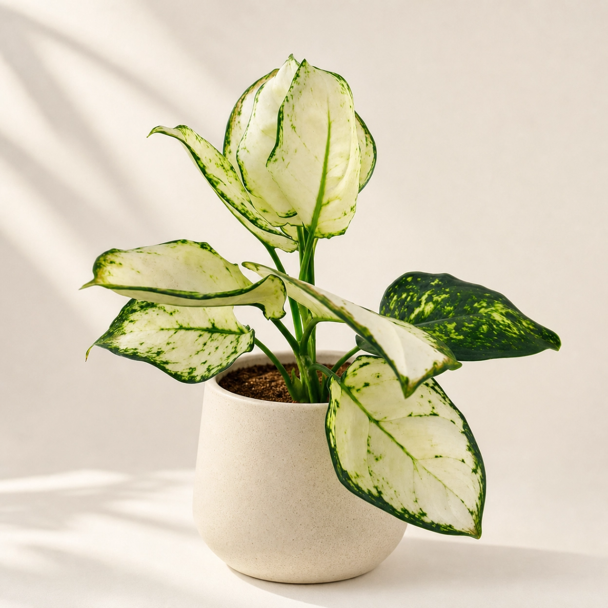 Aglaonema White Joy (Planta Ornamental de Interior) - Imagem 4