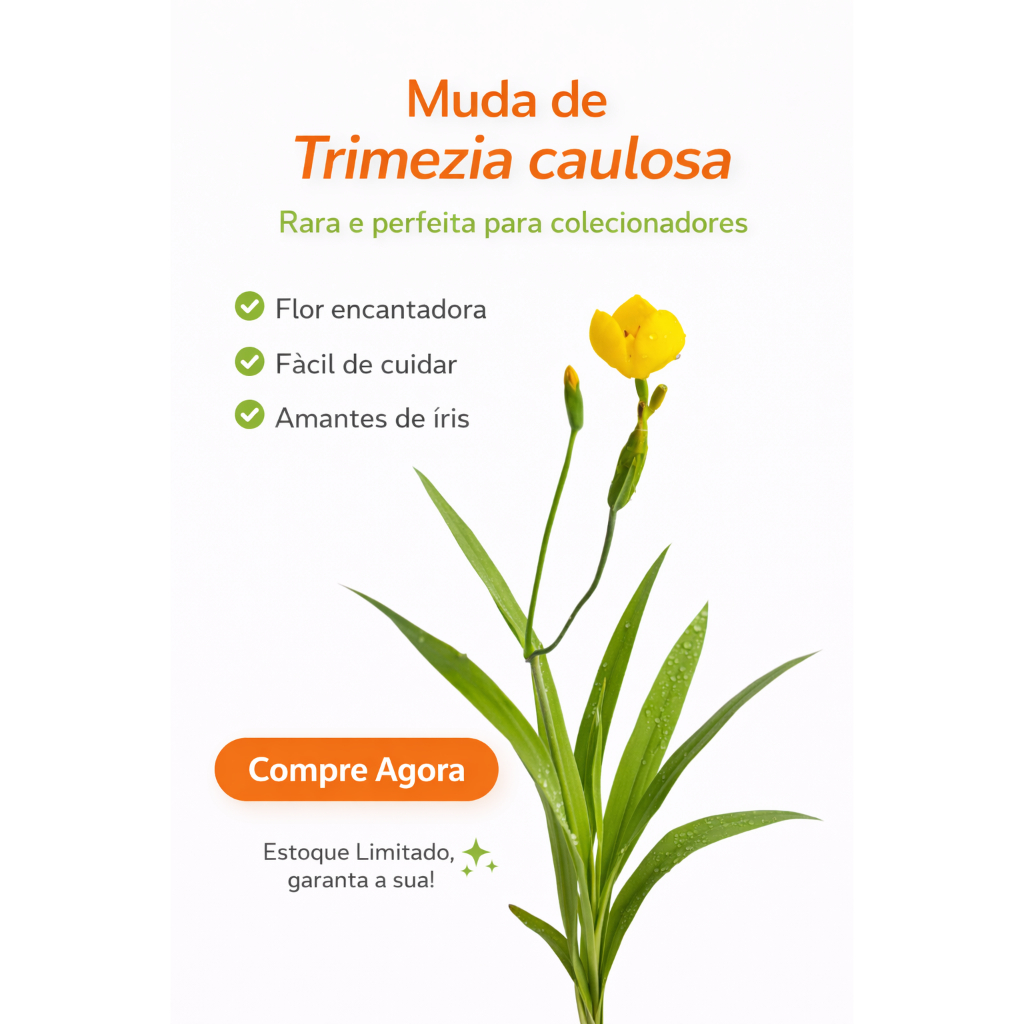 Muda De Trimezia Caulosa  A Íris Rara Que Encanta Coleciona Amarelo