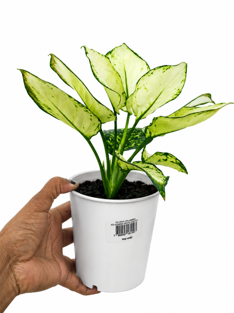 Aglaonema White Joy (Planta Ornamental de Interior)