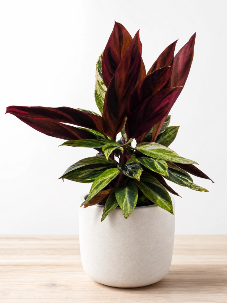 Muda de Calathea Horticolor – Elegância e Exclusividade para Sua Decoração