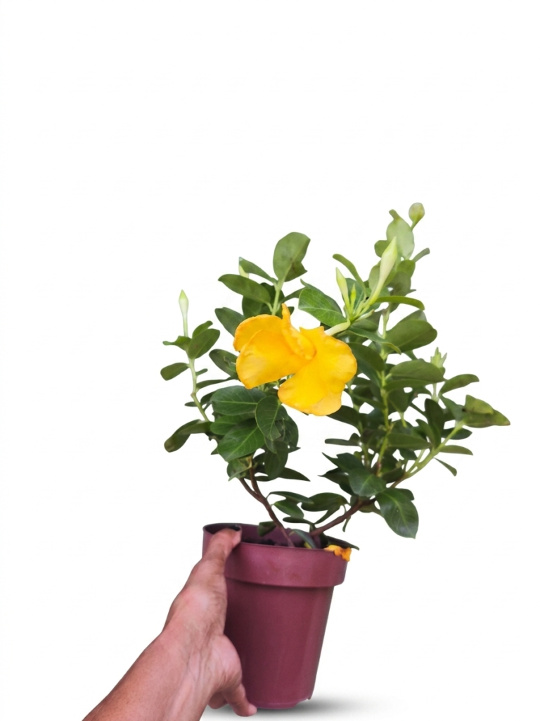 Muda de Dipladenia - A Trepadeira dos Sonhos - Flores Amarelas