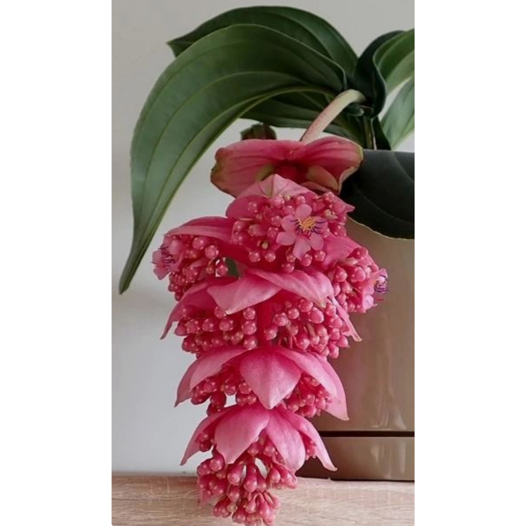 Medinilla Magnifica - A Rainha Das Plantas Exóticas - Muda Rosa - Imagem 4