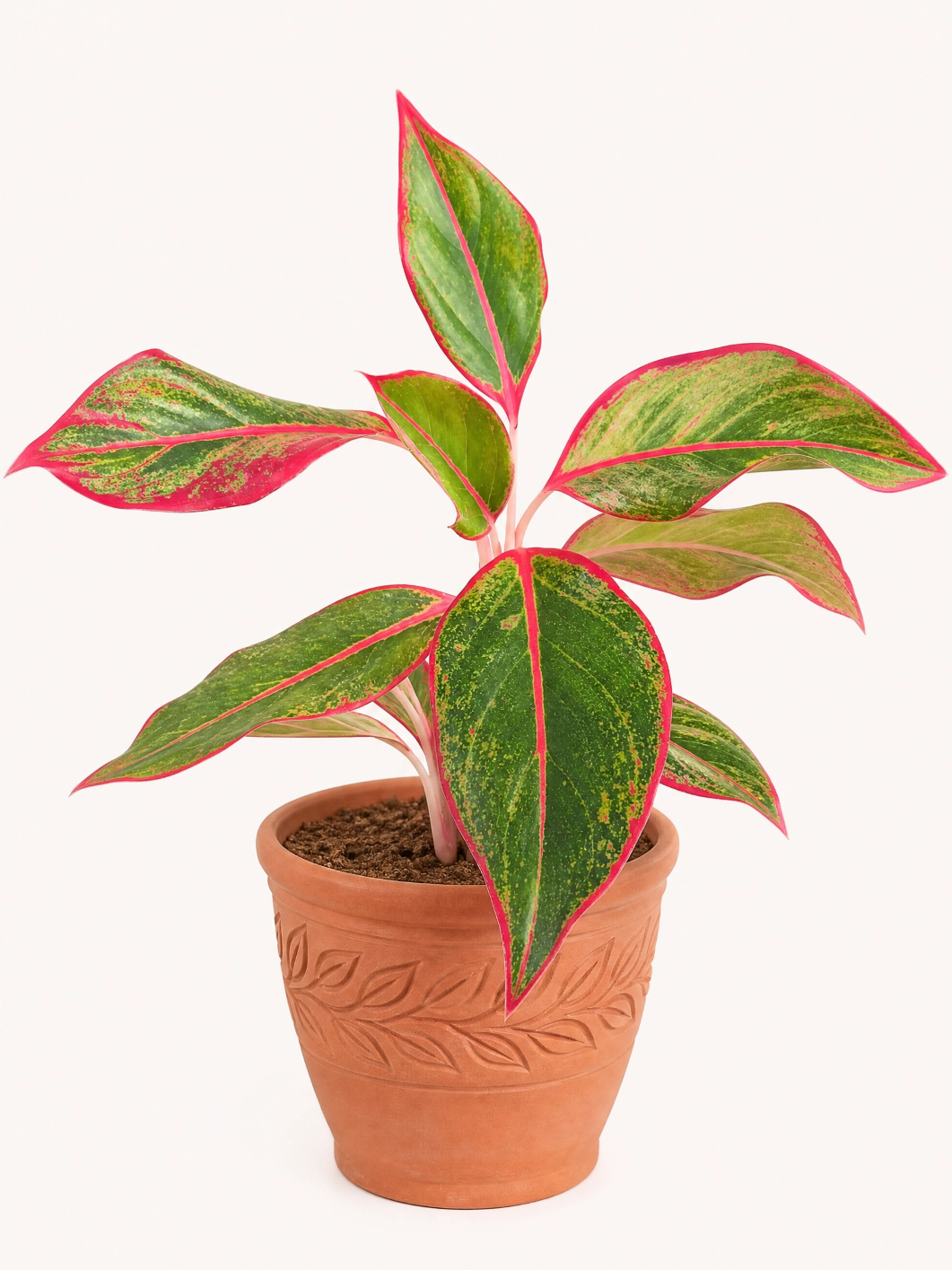 Aglaonema Creta: Beleza Vibrante e Cuidado Simplificado para o Seu Lar - Imagem 3