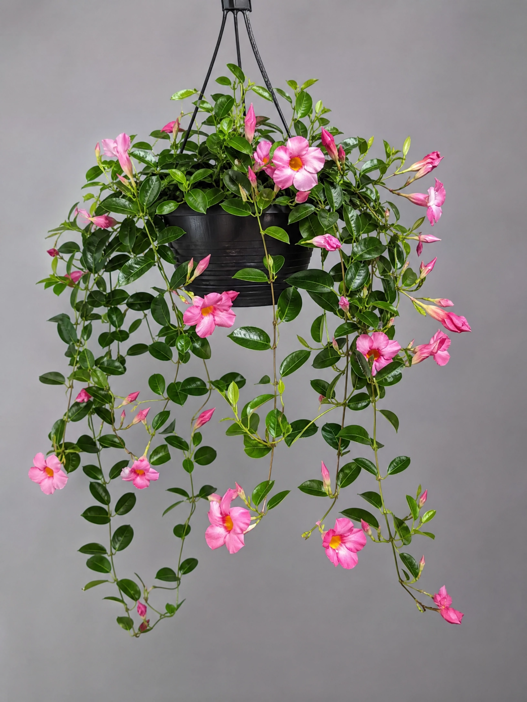 Muda de Dipladenia Rose Queen – Elegância e Flores o Ano Todo - Imagem 6