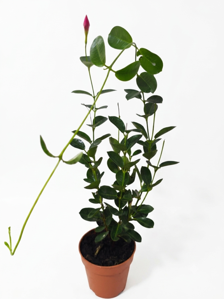 Muda de Dipladenia Rose Queen – Elegância e Flores o Ano Todo