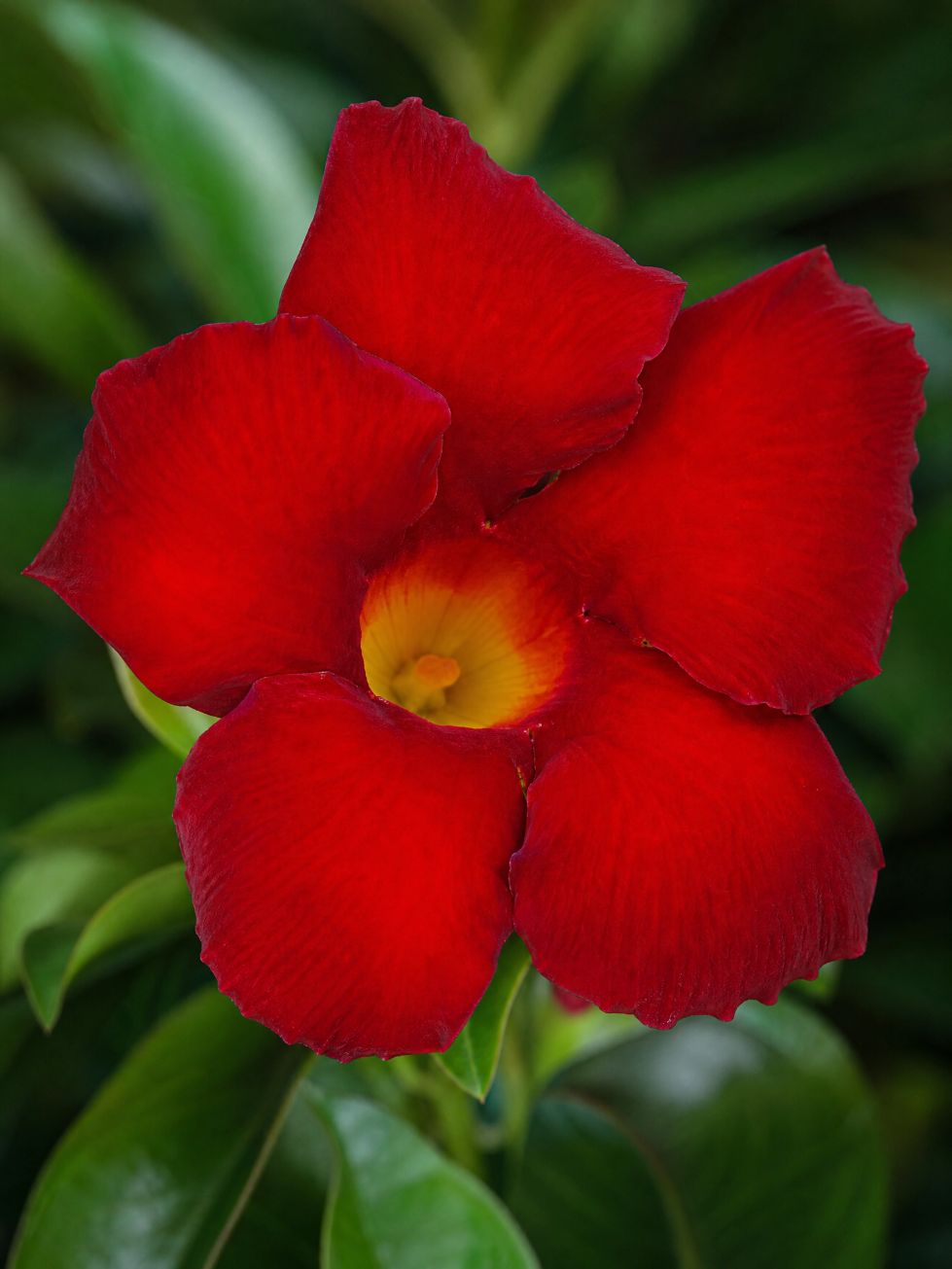 Muda de Dipladenia - A Trepadeira dos Sonhos - Flores Vermelho Veludo - Imagem 2