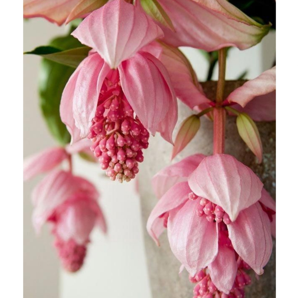 Medinilla Magnifica - A  Rainha  Das Plantas Exóticas - Muda Rosa