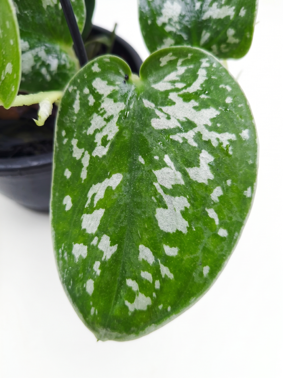 Jiboia Prateada (Scindapsus Pictus) – Exótica, Rara e Fácil de Cuidar! - Imagem 3
