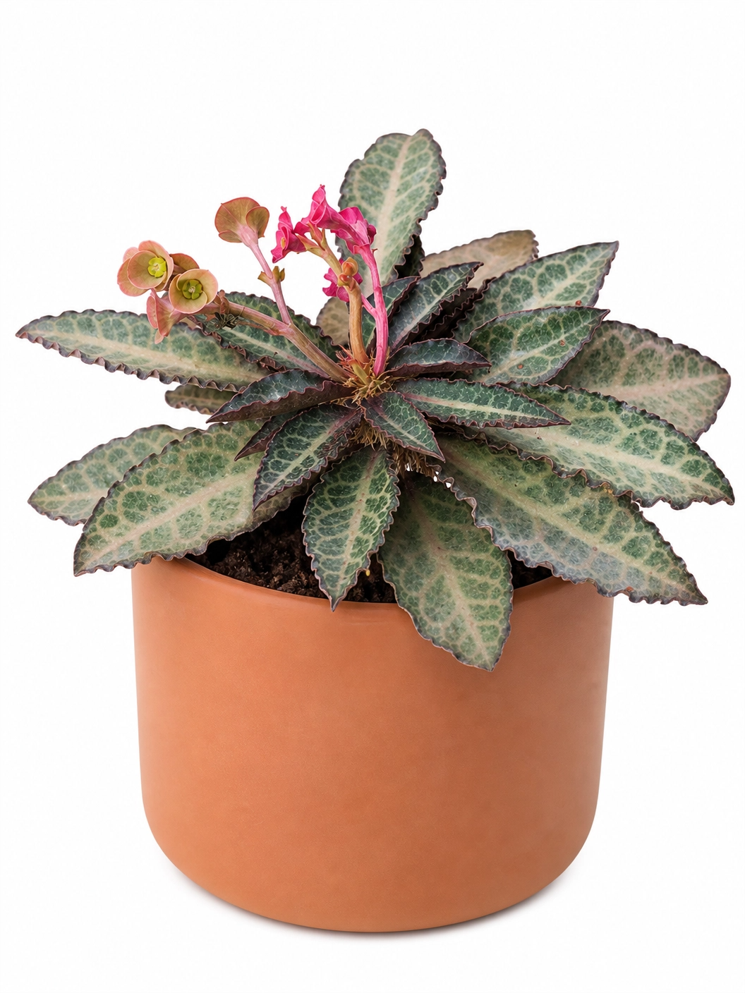 Muda de Euphorbia francoisii – Planta Rara e Exótica para Colecionadores - Imagem 4