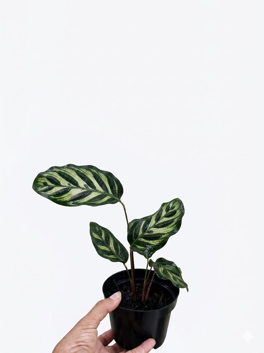 Muda de Calathea Pavão (Maranta Pavão)