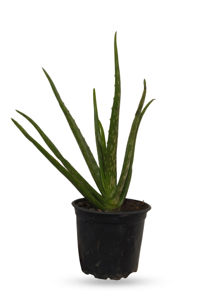 Muda de Babosa (Aloe Vera)
