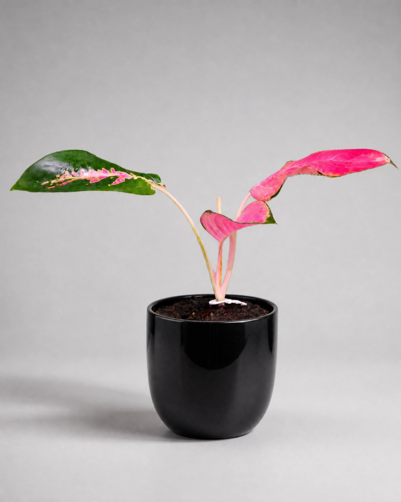 Aglaonema Lawan: Elegância Exótica e Cores Vibrantes para sua Casa