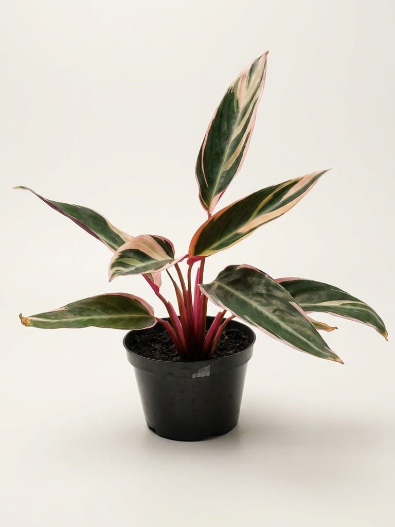 Calathea Trio Star - Imagem 4