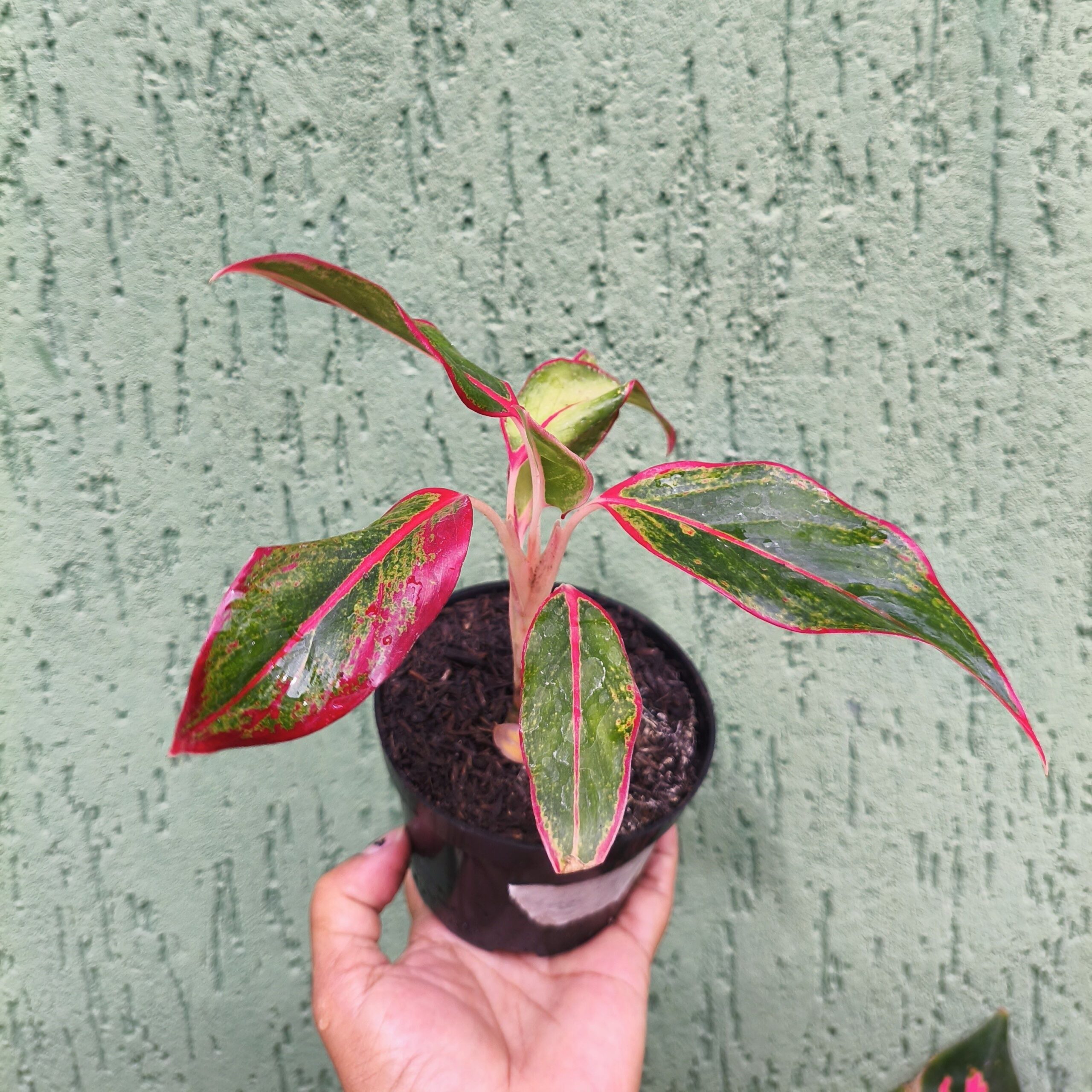 Aglaonema Creta: Beleza Vibrante e Cuidado Simplificado para o Seu Lar - Imagem 5