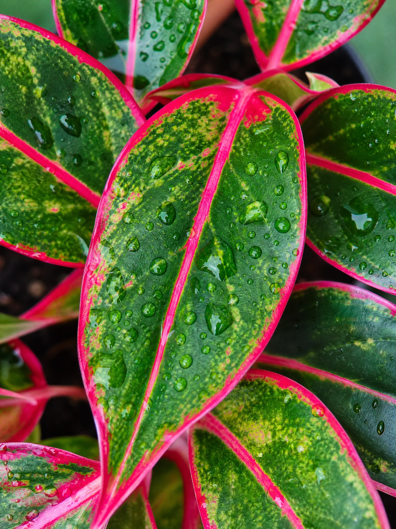 Aglaonema Creta: Beleza Vibrante e Cuidado Simplificado para o Seu Lar - Imagem 4