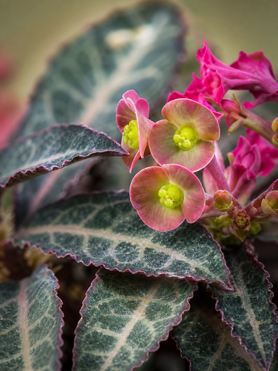 Muda de Euphorbia francoisii – Planta Rara e Exótica para Colecionadores - Imagem 3