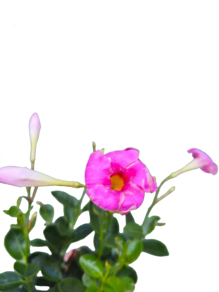 Muda de Dipladenia - A Trepadeira dos Sonhos - Flores Rosa