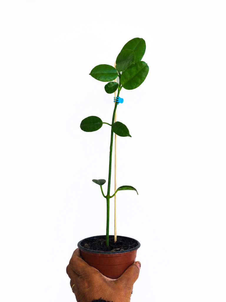 Muda GRANDE de Flor de Cera Amarela Hoya Ruthie - Folhas Grandes e Floração Exótica