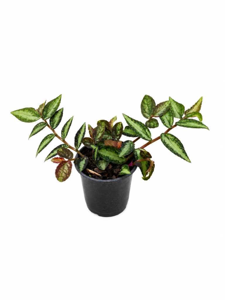 Maria Fumaça Pendente – Folhagem Exótica com Floração Surpreendente