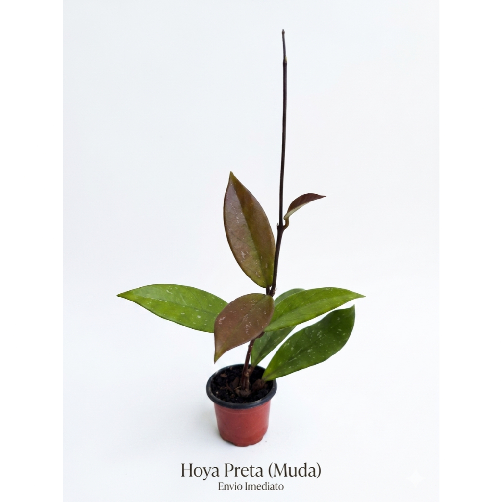 Muda de Hoya Pubicalyx - Hoya Preta - Flor de Cera Exótica Rara - Imagem 2
