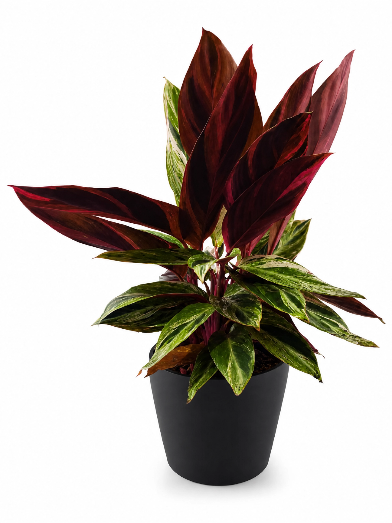 Muda de Calathea Horticolor – Elegância e Exclusividade para Sua Decoração - Imagem 6