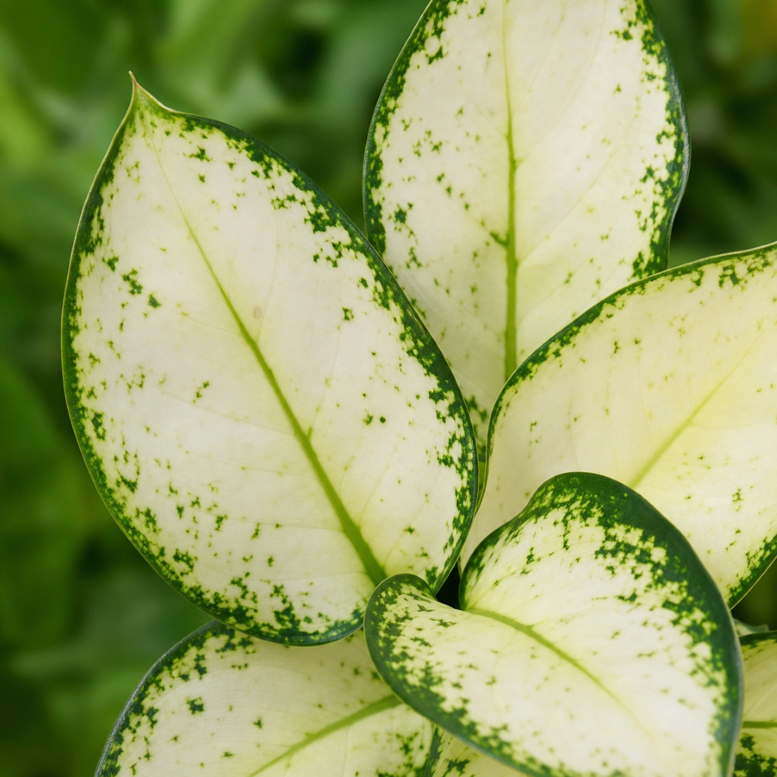 Aglaonema White Joy (Planta Ornamental de Interior) - Imagem 3
