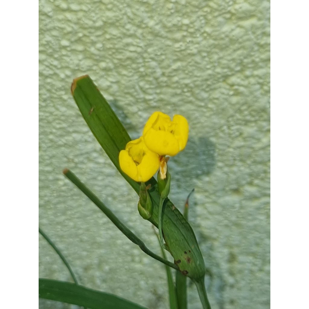 Muda De Trimezia Caulosa A Íris Rara Que Encanta Coleciona Amarelo - Imagem 5