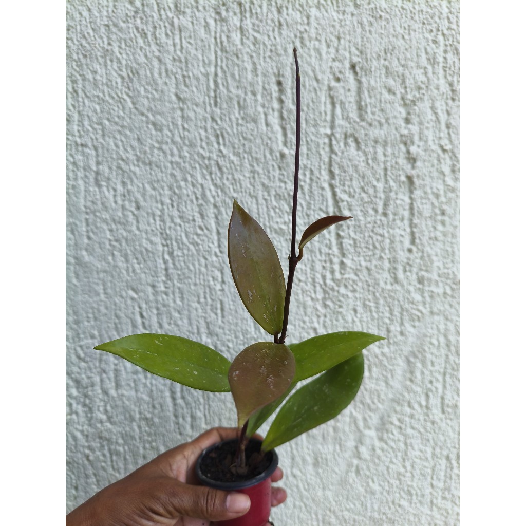 Muda de Hoya Pubicalyx - Hoya Preta - Flor de Cera Exótica Rara - Imagem 3