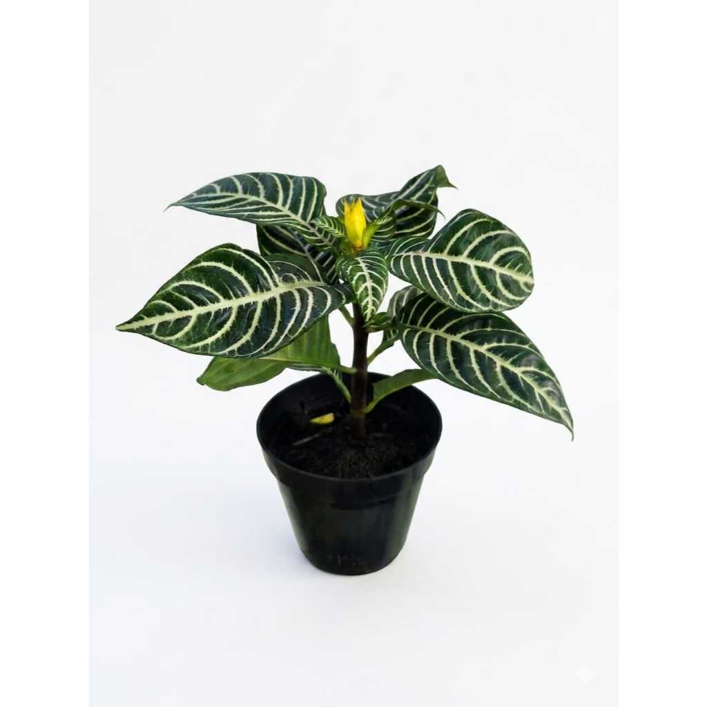Muda De Planta Zebra Aphelandra Squarrosa Para Interior Amarelo