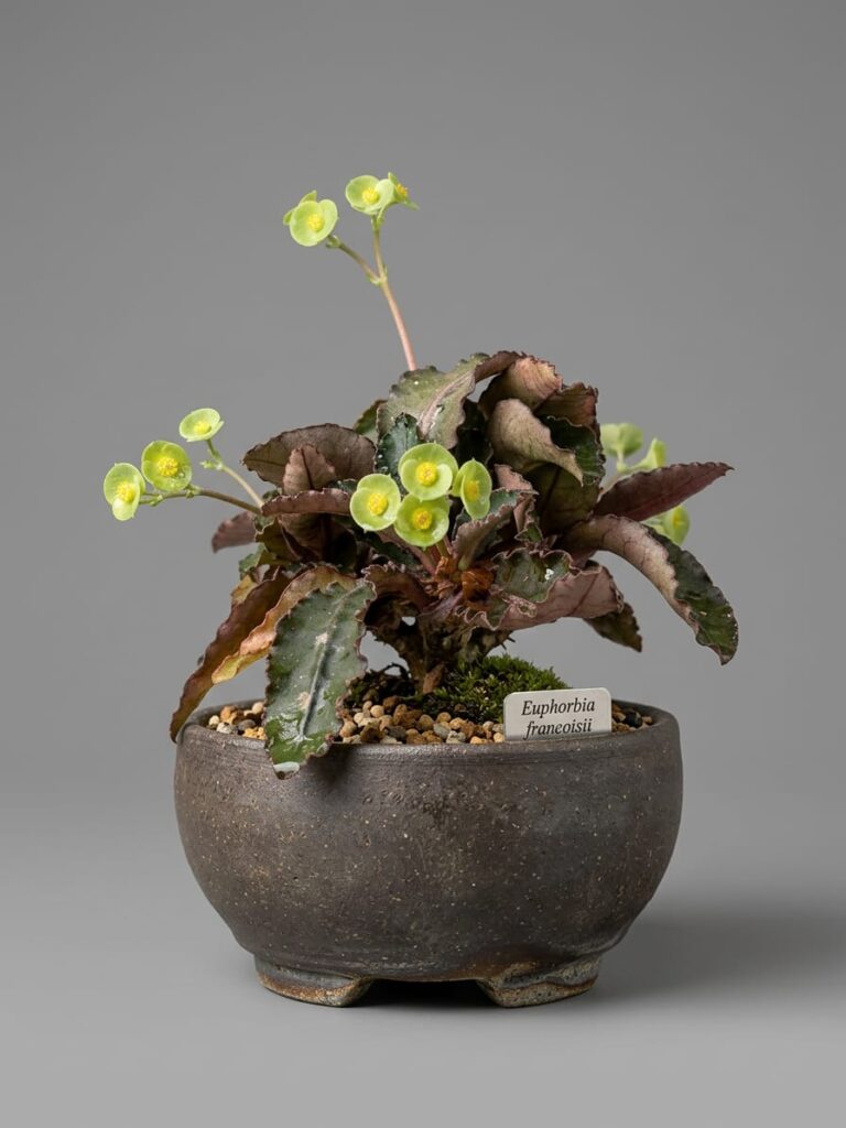 Planta Bonsai Decorativa