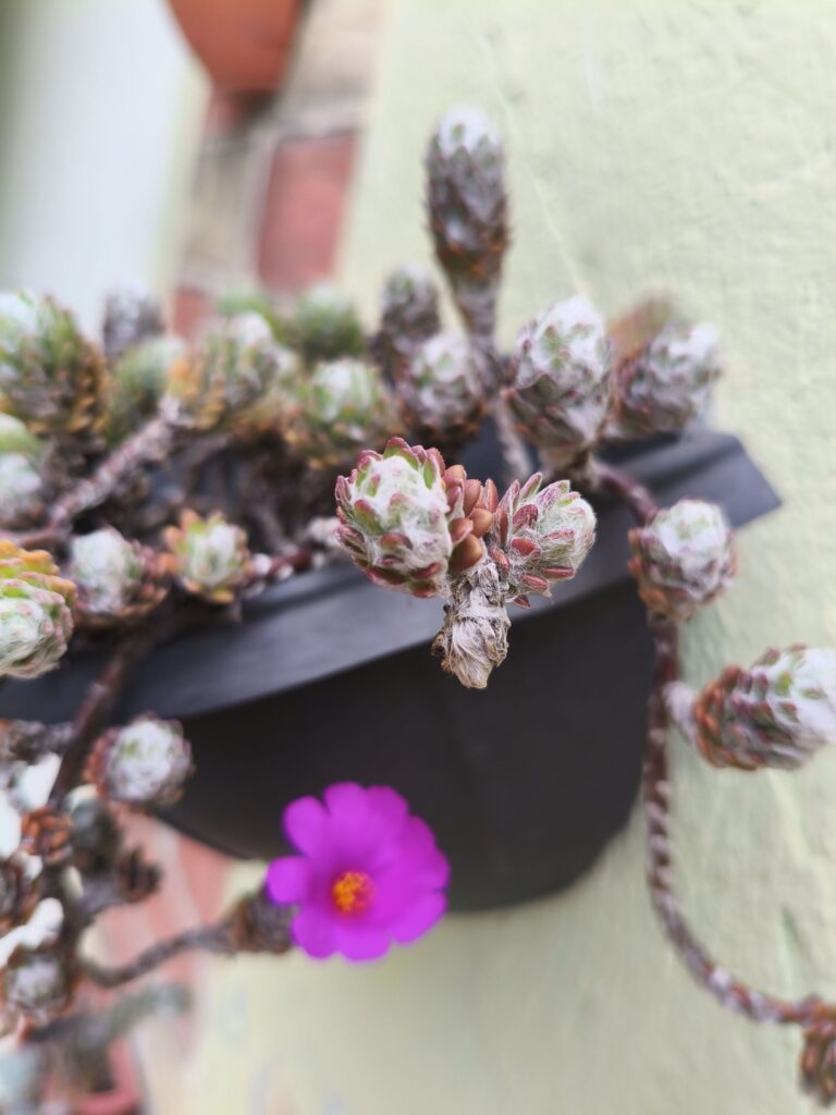 Muda De Onze-horas Ursinho Portulaca Werdermannii