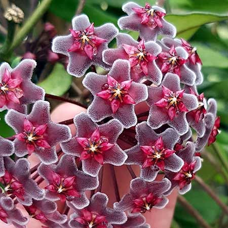 Muda de Hoya Pubicalyx Red Button - Hoya Preta - Muda Grande