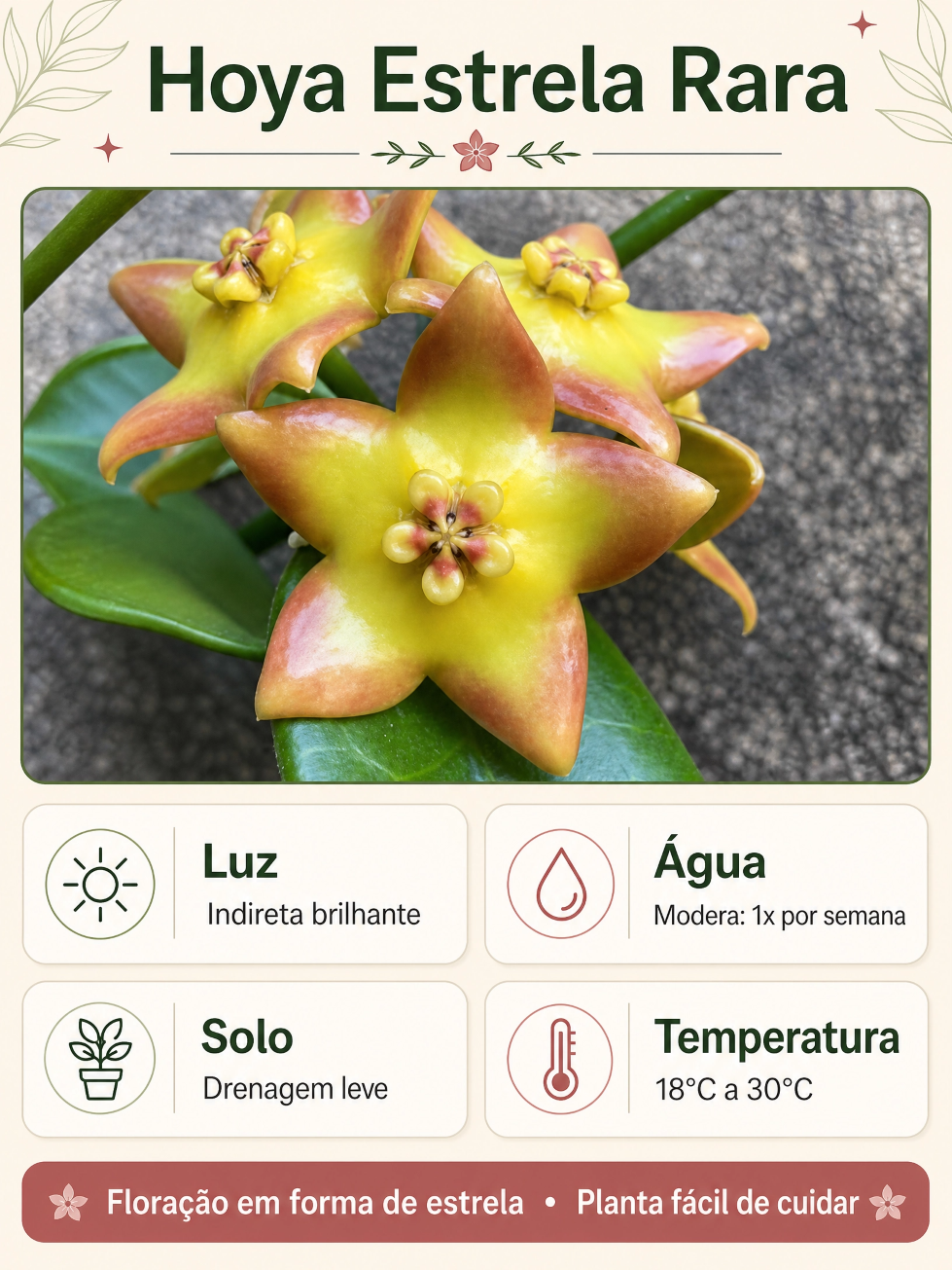 Muda de Flor de Cera Amarela Hoya Ruthie - Folhas Grandes e Floração Exótica