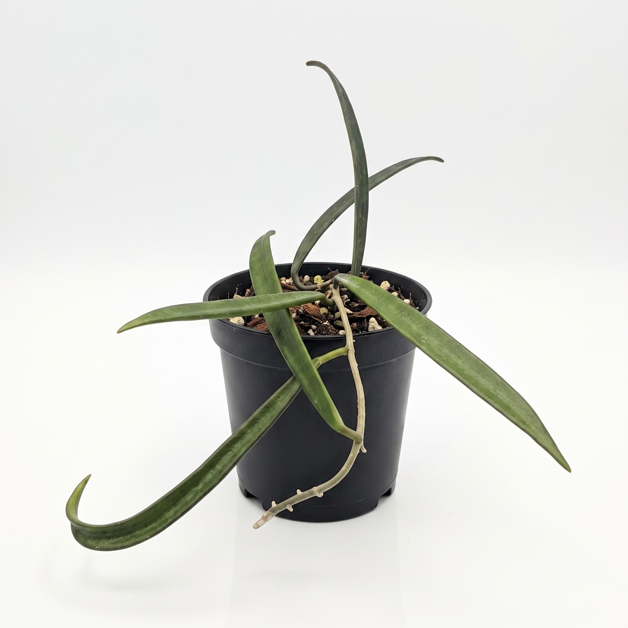 Muda de Hoya Shepherdii Rara - Flor de Cera Perfumada Pendente - Imagem 2